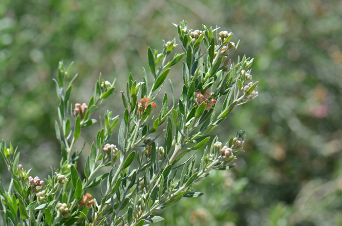 Arrowweed has grayish-green leaves that are linear to lanceolate in shape. The leaves are silvery or silky with dense appressed fine, straight hairs (sericeous), thus the specific epithet sericea. Pluchea sericea